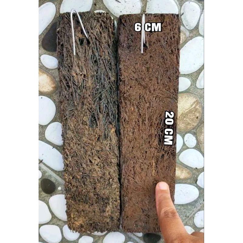 Papan Pakis 20x6 cm untuk Media Tanam Anggrek GRATIS Cantolan 0