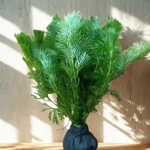Cabomba gren media wabikusa tanaman aquascape hiasan akuarium dekorasi akuarium