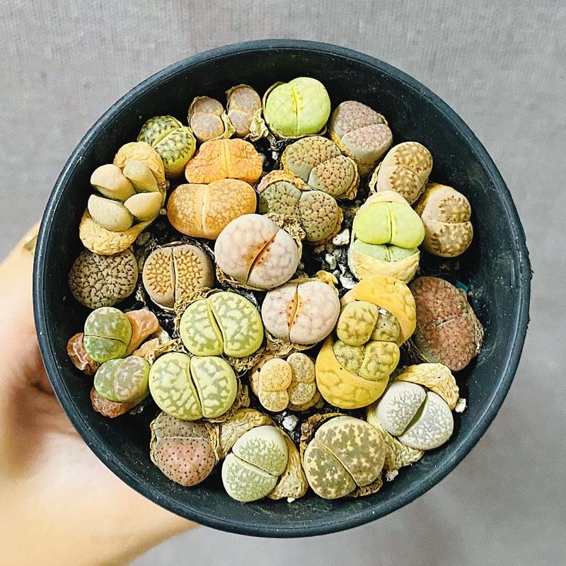 Sen Đá MôNg Cây Đôi - LITHOPS - Sen Đá Thạch Lan (Chậu 7.5cm) - Sen Đá Lithops Cây Mộng Nước Sen Đá Decor - Sen đá mini cực xinh - cây cảnh để bàn trồng - cây kèm chậu succulents 5