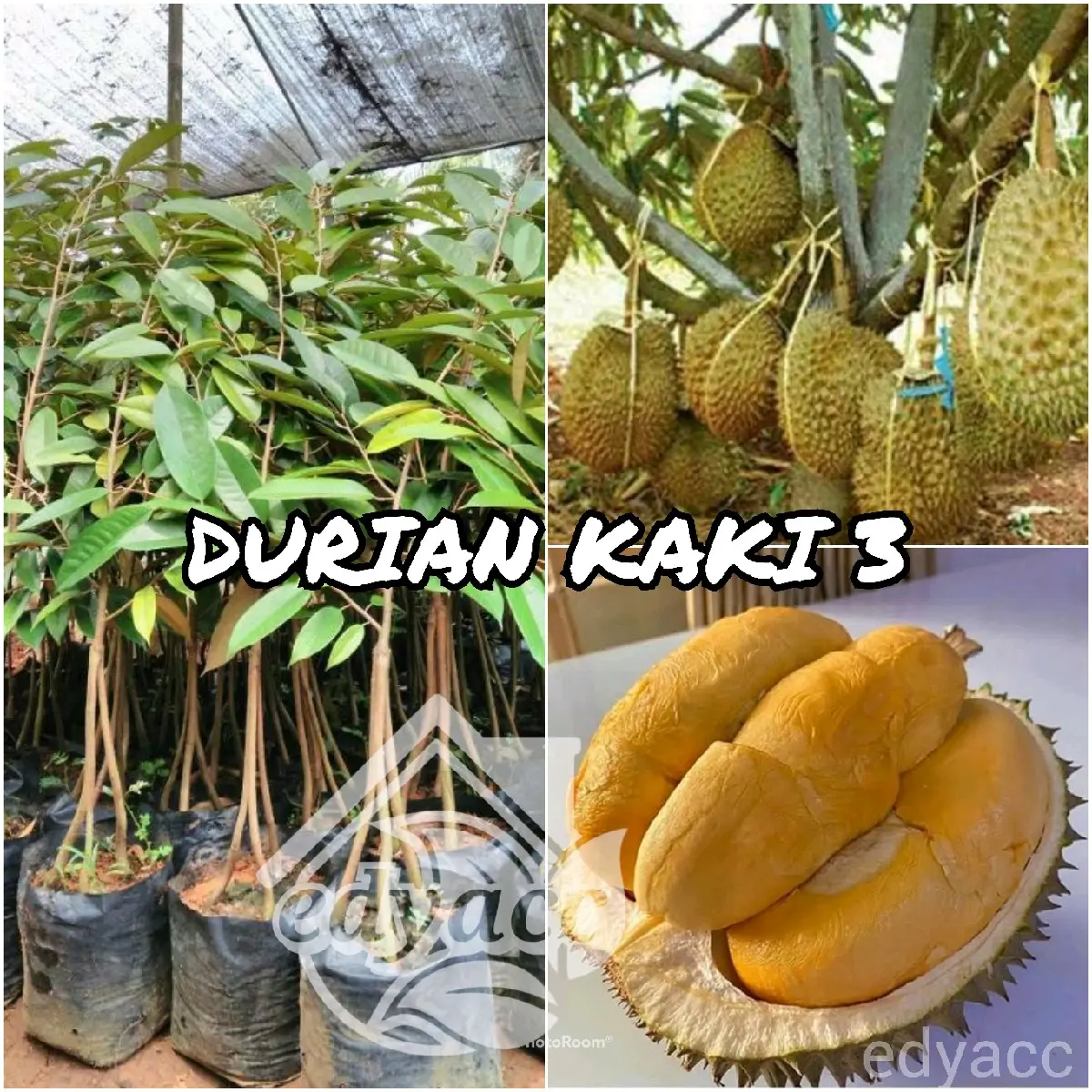 Benih bibit DURIAN KAKI 3 super