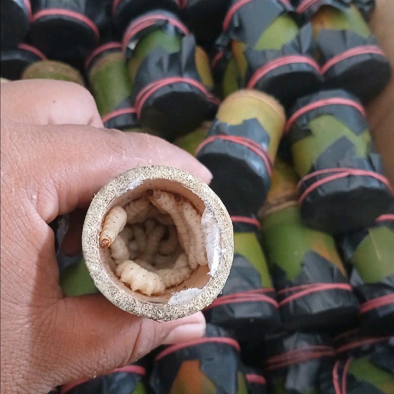 umpan mancing ulat bambu 1 tabung isi 25 1