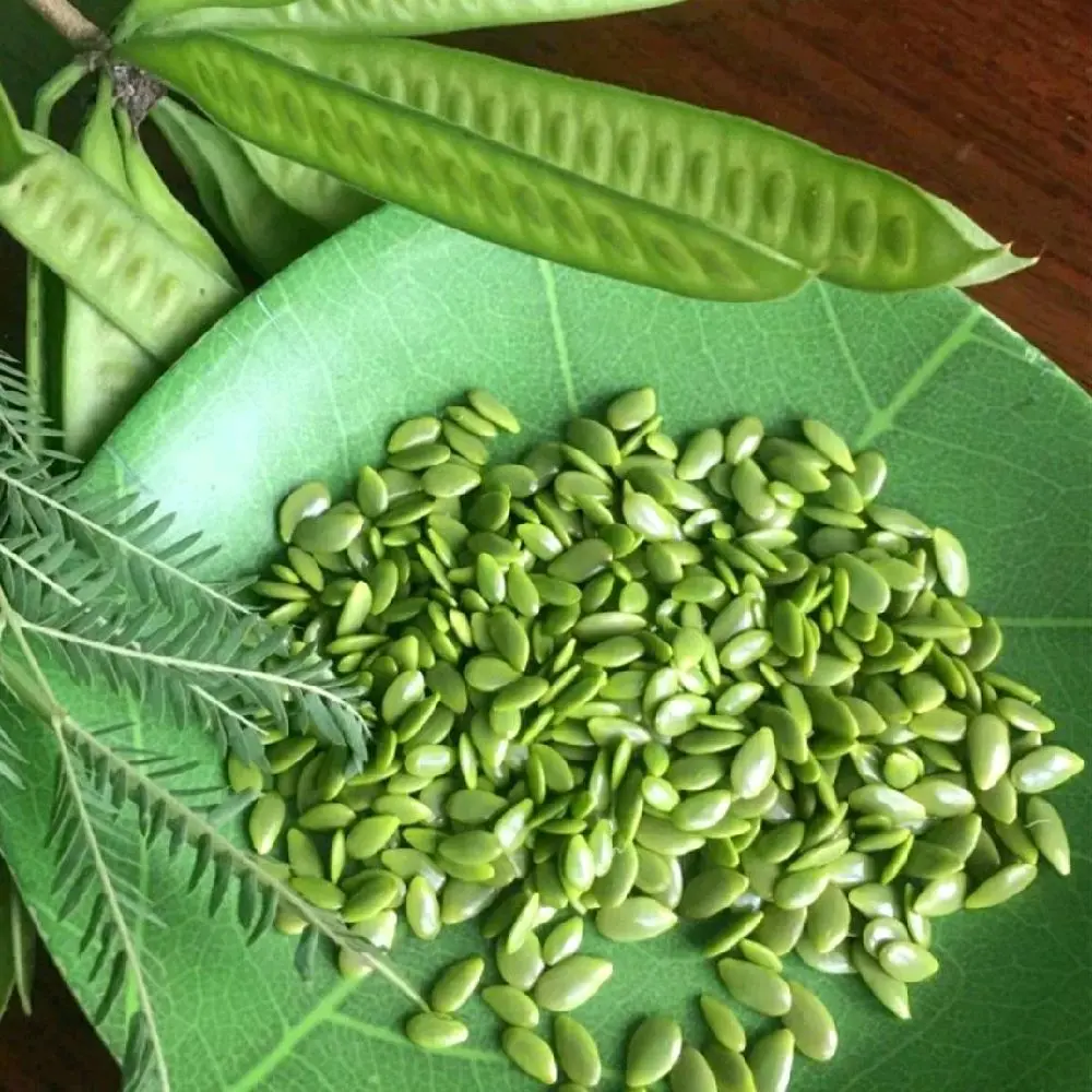 Promo Lamtoro / Petai Cina Tua 250gr Langsung Petik