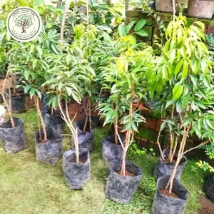 FRES BIBIT LECI MERAH 1 METER CANGKOK / POHON BUAH LECI MERAH BATANG BESAR VALID bibit berkualitas premium