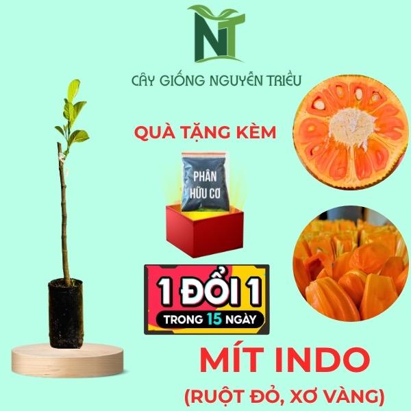  Cây Giống Mít Indo Ruột Đỏ Xơ Vàng Thời Gian Cho Trái Nhanh Vị Ngon Ngọt Cây Ghép 