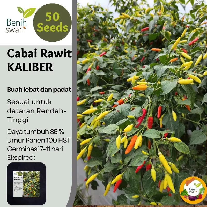 Isi 50 Butir Benih Cabe / Cabai Rawit KALIBER 2