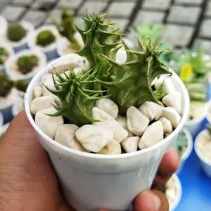 TERLARIS Kaktus Ownroot Bebas Pilih Murah Tanaman Hias Cantik Unik Mini