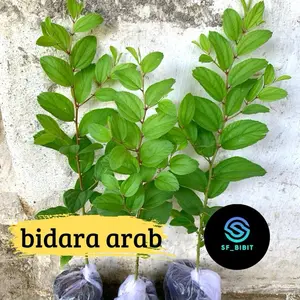bibit tanaman daun bidara arab asli