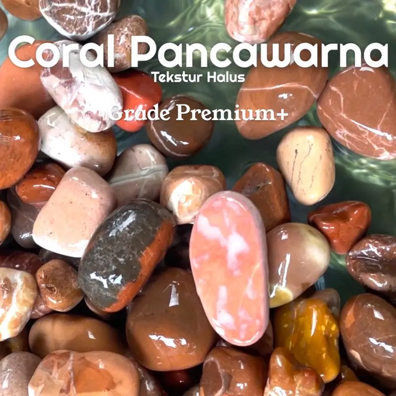 Batu Coral Halus Premium (1Kg) Hiasan Taman / Aquarium. Bersih Siap Pakai Kualitas Terbaik 1