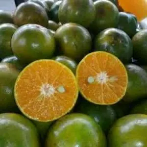 Buah Jeruk Peras Segar 1kg untuk es jeruk