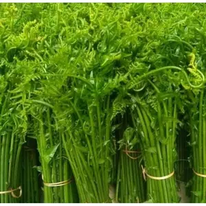 Pakis Sayur Segar 500 gram petik dadakan