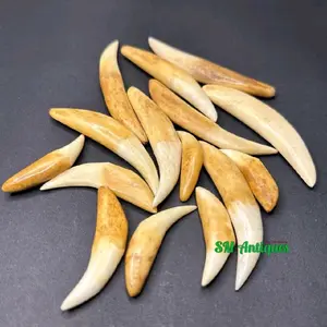 Barang Koleksi Gigi Taring Maong