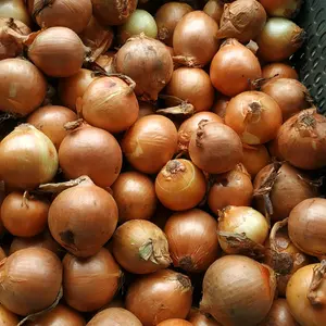 BAWANG BOMBAI 500GR - 1KG UKURAN CAMPUR BAWANG BOMBAY FRESH