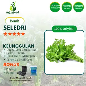 ±150 bibit  tanaman Seledri Termurah Bibit Unggul Cepat Tumbuh Isi Banyak benih seribuan produk lokal