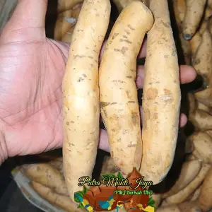 500 gram ubi madu cilembu asli ukuran sedang isi 6-7 biji