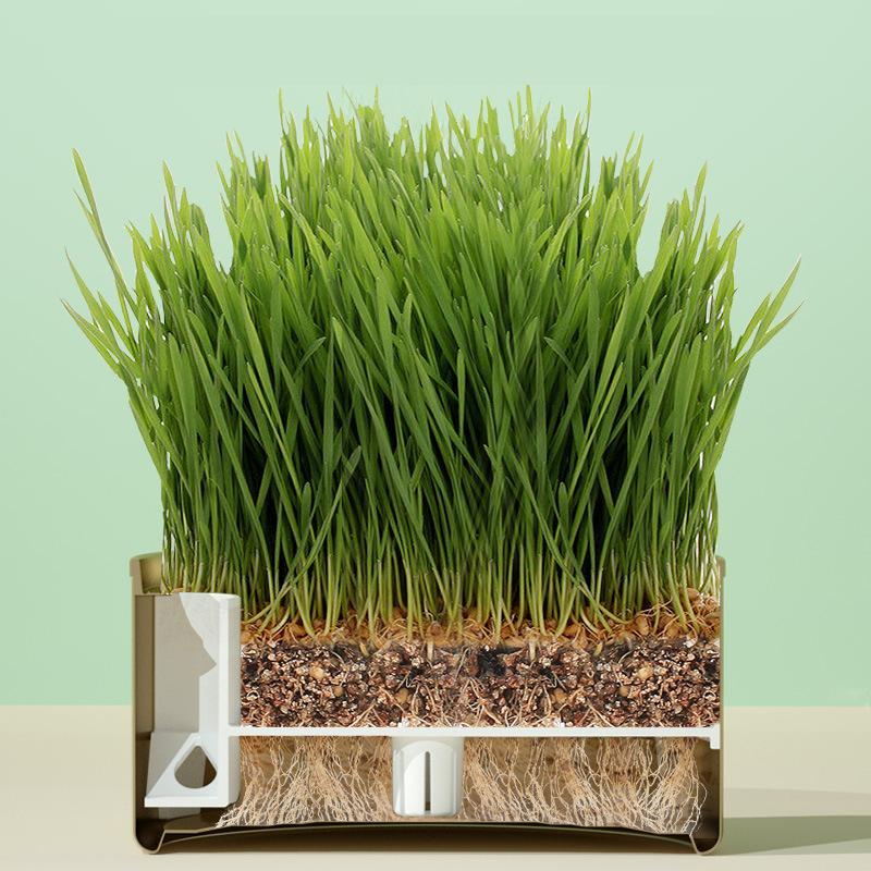 SunSun Easy to Grow Wheat Grass Canned Hairball Control Pet Cat SnackTreat No Soil Kit 1