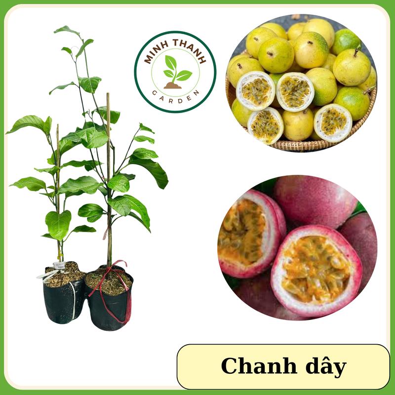 Cây Chanh dây (chanh leo), cây leo giàn, Cây dễ trồng, dễ chăm, cây chanh dây