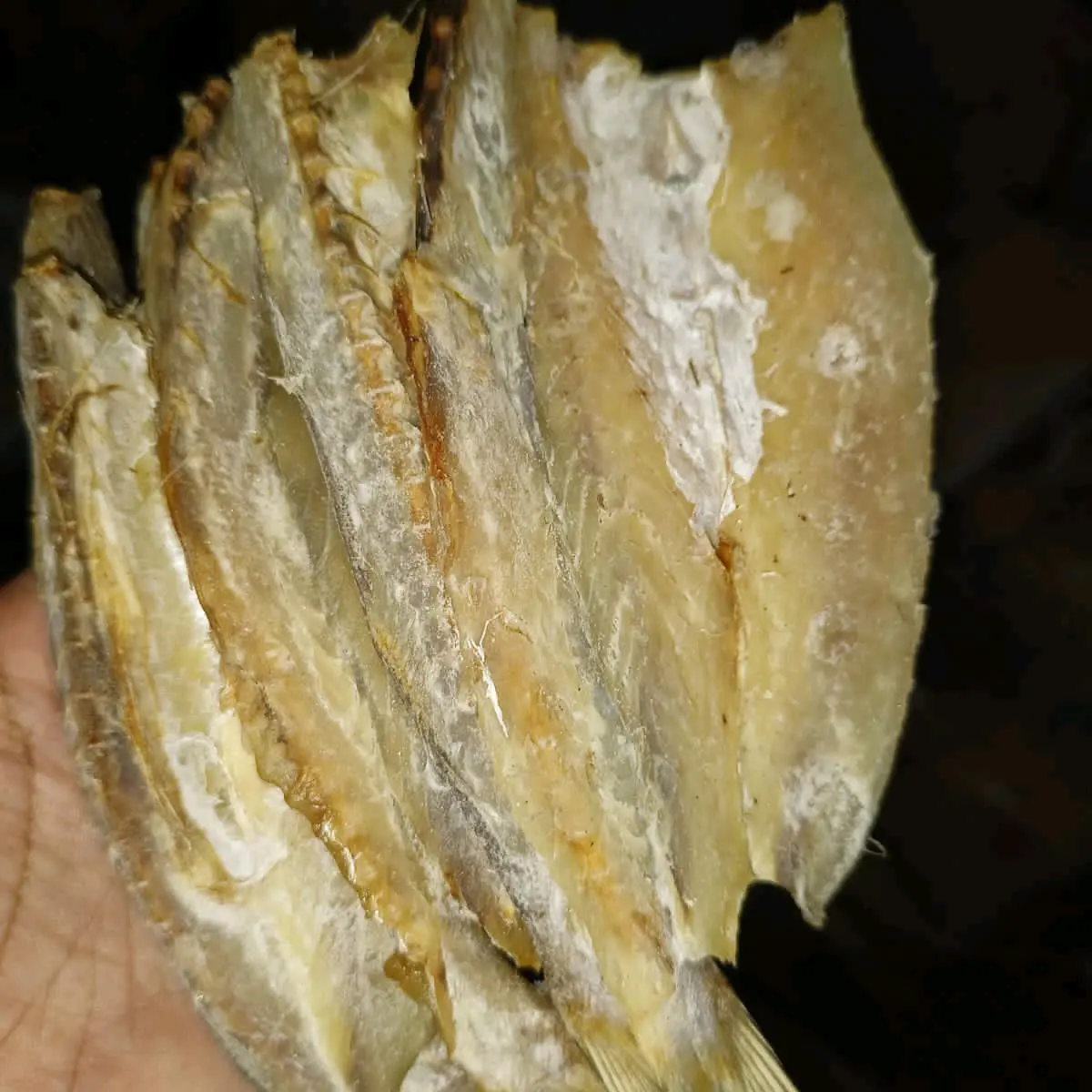 IKAN ASIN BOLOSO/BLOSO/GABUS LAUT KERING