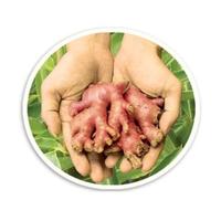 Gambar AMH Susu Jahe Merah 1 Karton dari AMH Official Shop Kota Administrasi Jakarta Barat 5 Tokopedia