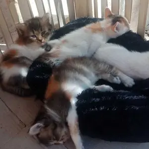 Tempat Tidur Kucing Premium Besar Dan Jumbo