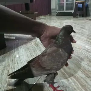 Sawangan Super Keras - Sawangan Merpati Hatong Lubang 2 Kerlip Bunyi Sangat Nyaring