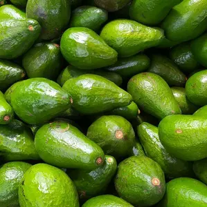 Alpukat mentega buah segar