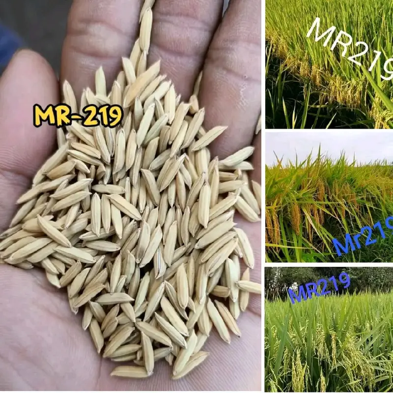 1kg Benih padi MR219 jumbo 0