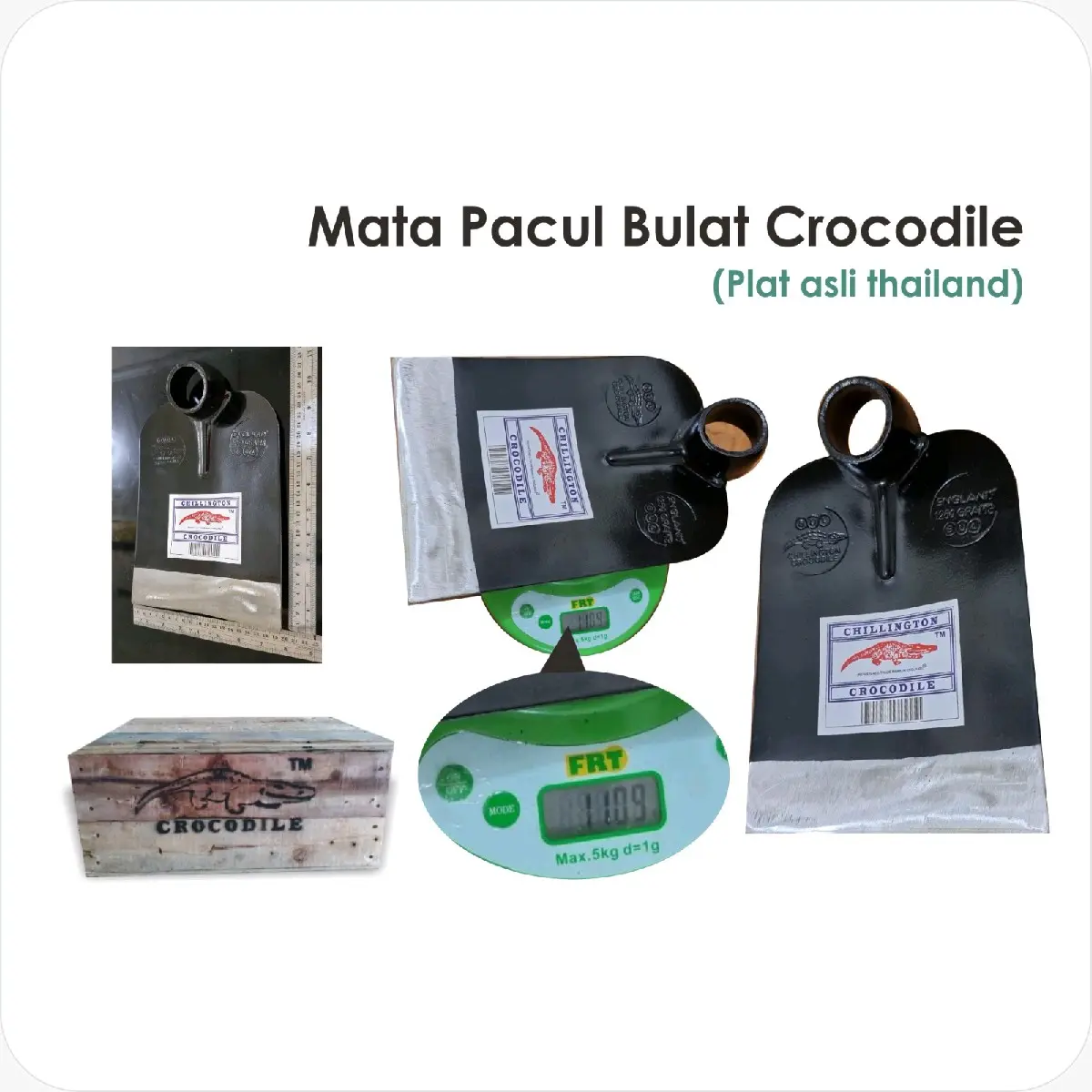 mata pacul crocodile chilingthon model thailand