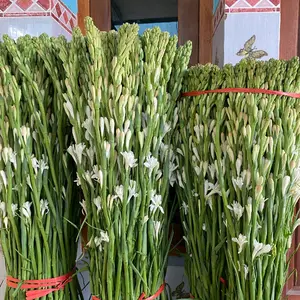 BUNGA SEDAP MALAM 20 TANGKAI