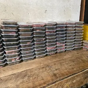 cacing  nipah / pumpun 2 box grade A