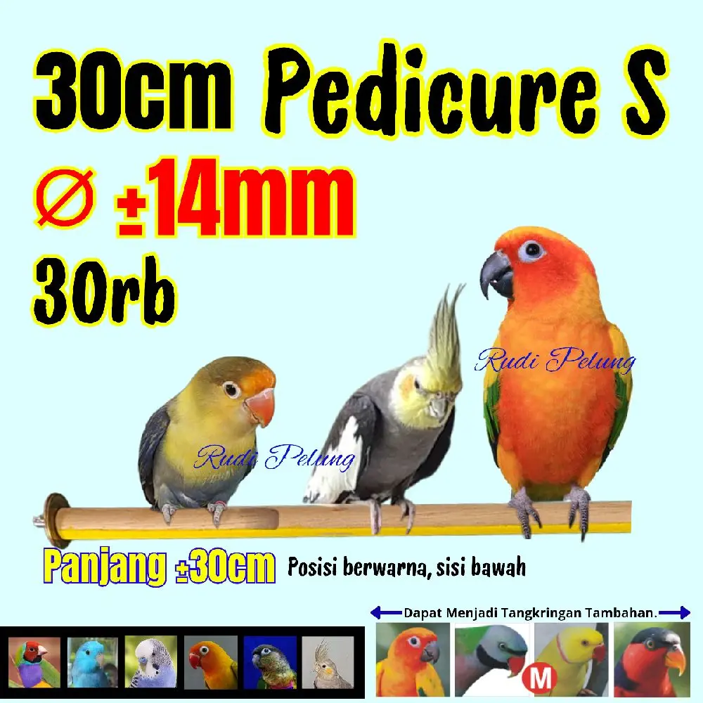 Batangan Tangkringan Latih 30cm pedicure burun parrot