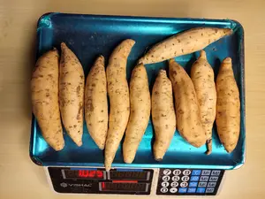 1 Kg Ubi Cilembu Madu Asli, Ubi Rambat Asli Manis Legit,