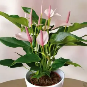Anthurium Mini ungu – Keindahan Bunga Elegan dengan Sentuhan Warna yang Memukau Bibit Tanaman Hidup Siap Tanam