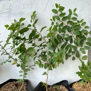 Pohon bidara arab asli dewasa