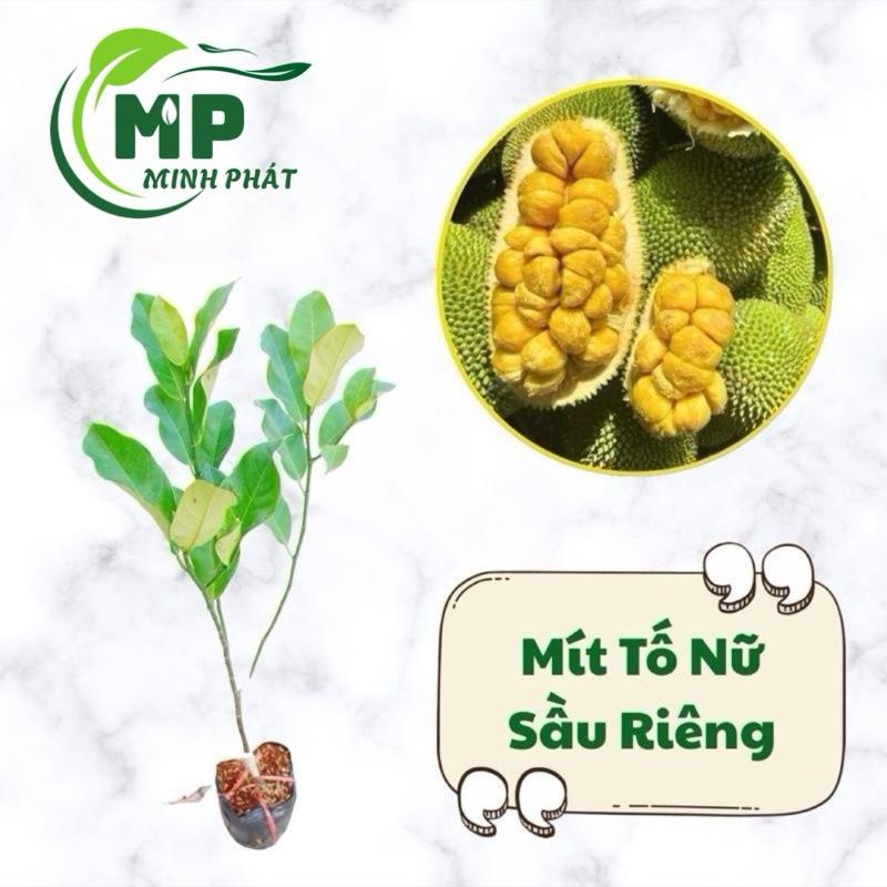  Cây giống Mít tố nữ sầu riêng mít vị sầu riêng 