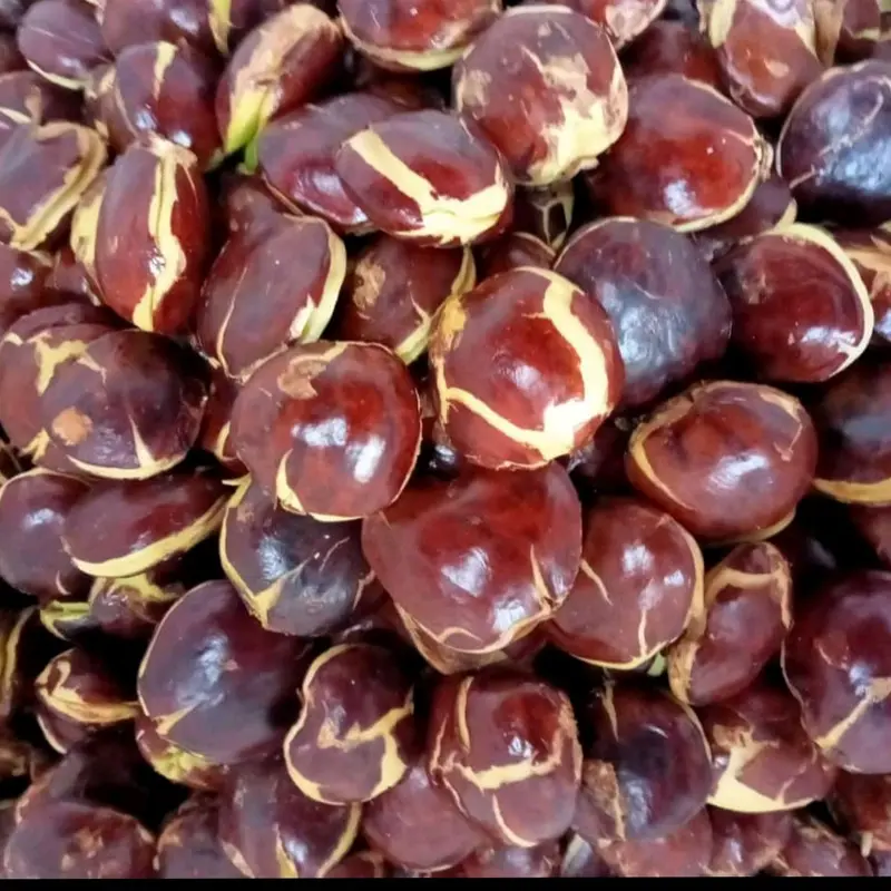 Timbangan isi jengkol 1kg segar dan fres Masakan Makanan Kering Kitchenware buah kering asam potong medan Snack Food 5