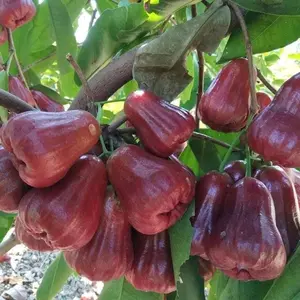 Bibit Tanaman Jambu Air All Varian