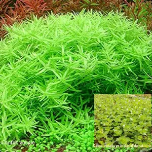 rotala grin paket 10 batang tanaman aquascape hiasan akuarium