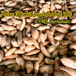 500 gram ubi madu cilembu asli spek super/AB isi 2-4 pcs