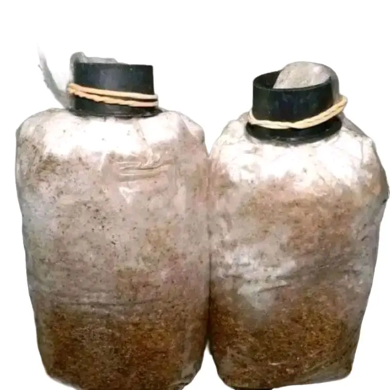 produk baru minigrow kit baglog ukuran kecil bagus untuk hiasan enak untuk dimasak