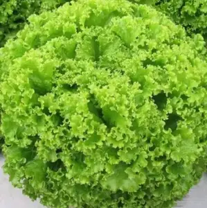 Lettuce Hijau Segar untuk Salad dan Makanan Selada Keriting 100 Butir Kualitas Terbaik
