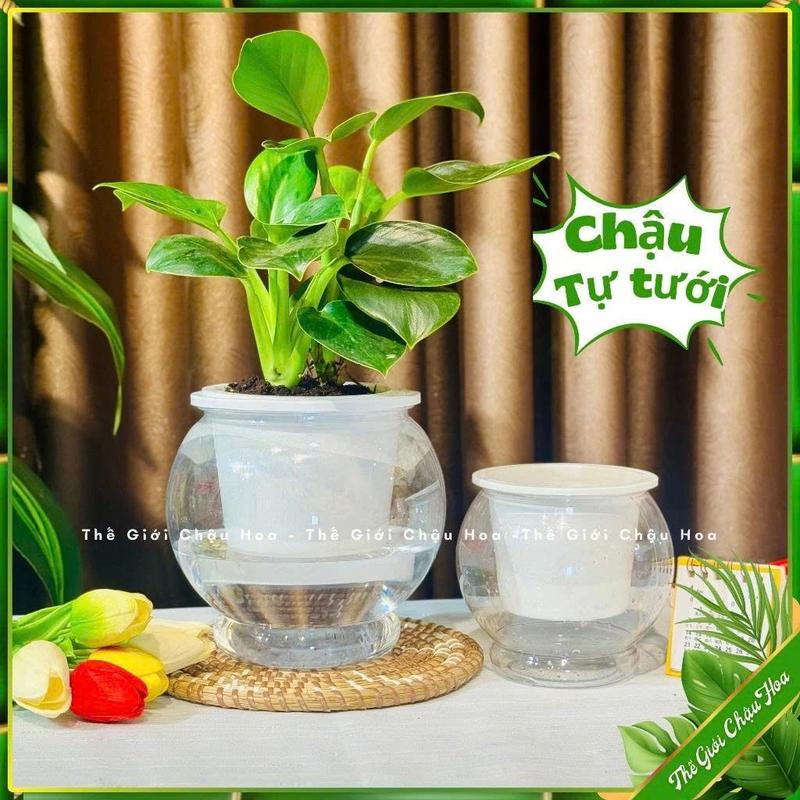   COMBO 2  Bình Nhựa Trong Suốt Đa Năng Trồng Cây Thủy Sinh Và Nuôi Cá Mini – Chậu Decor Trang Trí Nhà Cửa Bàn Làm Việc Cực Chill 