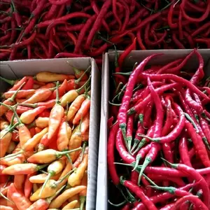 Cabe Campur Rawit dan Kriting (Khusus Pulau Jawa)