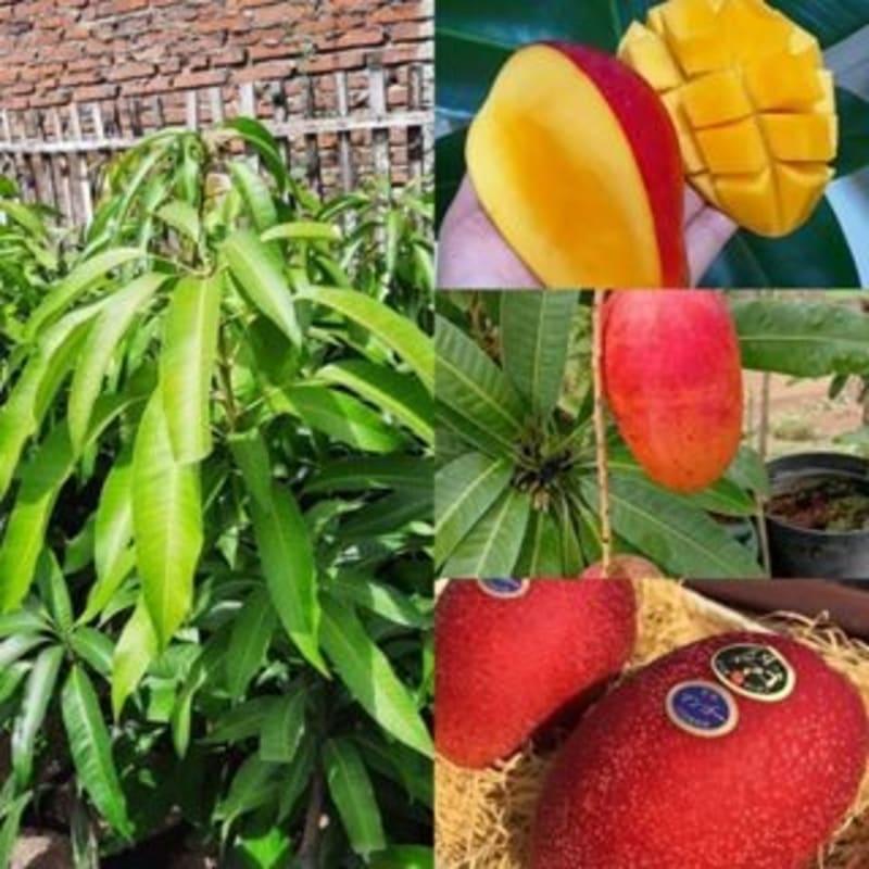 bibit mangga miyazaki red golden tinggi 1 meter up - Shop | Tokopedia