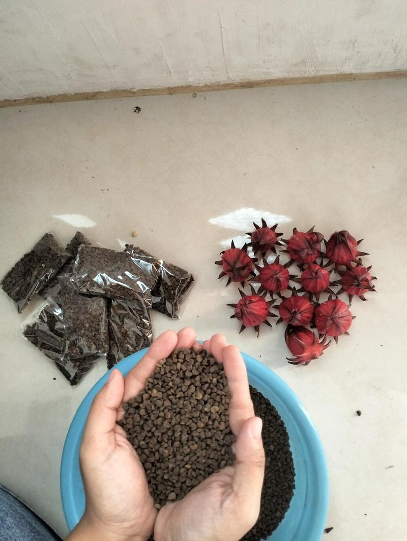 Product Introduction of Benih Rosella Merah 50 butir siap tanam 1