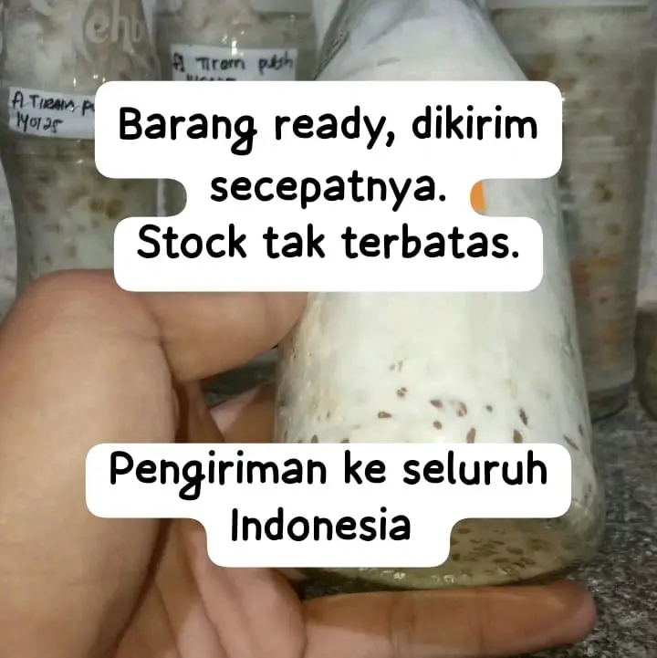 Bibit F1 Jamur Tiram Putih Berkualitas Media Jagung Asli Mushroom