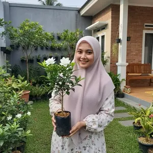 Bibit bunga kaca piring atau bunga gardenia siap berbunga wangi siap tanam