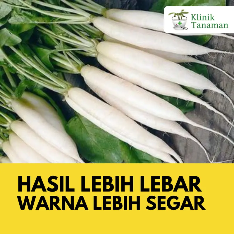 Benih Lobak Chinese Radish Long 20gr (1.300 Biji) Benih Lobak Ta Fung Bibit Lobak TaFung Bibit Ta Fung Benih Ta Fung Seed Benih Tafung Bibit Tafung Benih Sayur Sayuran Buah Tanaman Organik Hidroponik Kebun 4