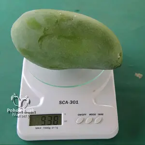 Mangga Kiojay Segar Kualitas Terbaik 1kg Rasa Kriuk & Segar Cocok Sebagai Camilan atau Bahan Makanan Zuriat Frozen