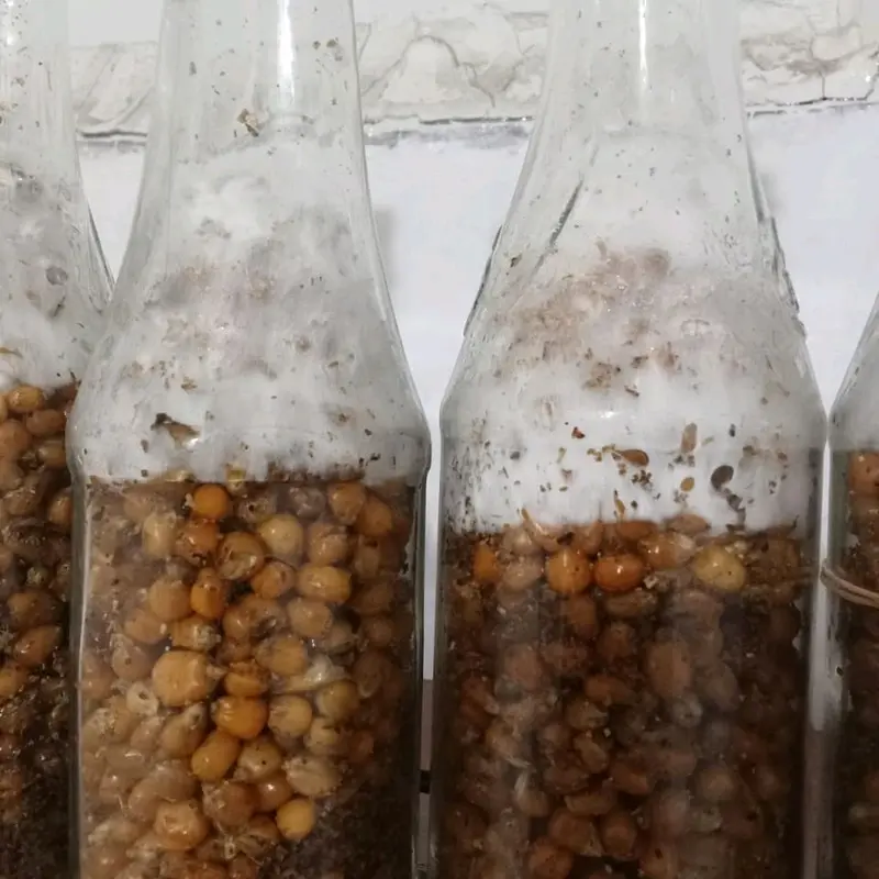 bibit f2 jamur tiram kemasan botol 1