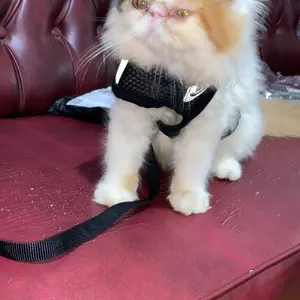 Rompi Kucing Tali Tali Anjing Kelinci Pengikat Reflektif Harness Kucing Murah